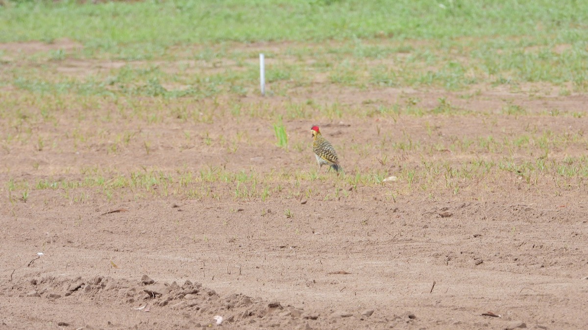 Green-barred Woodpecker - ML643944409