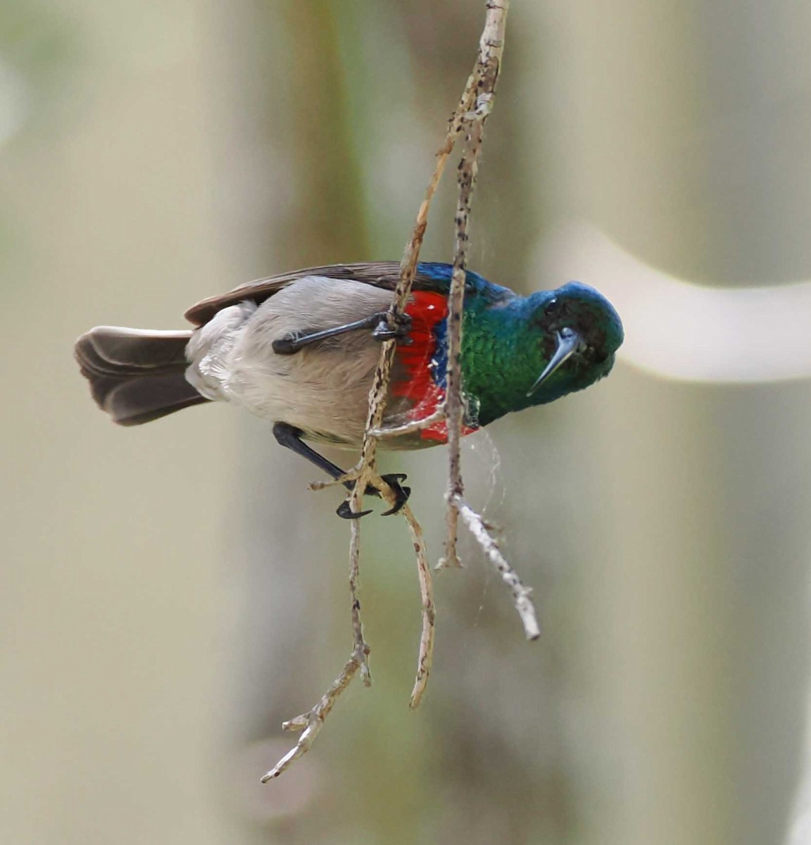 Southern Double-collared Sunbird - ML643944412