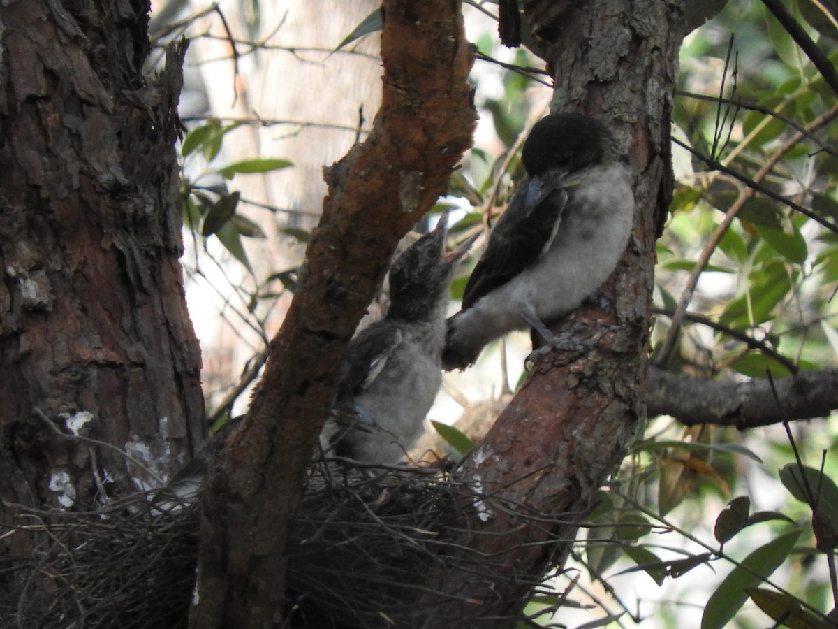 Gray Butcherbird - ML643944414