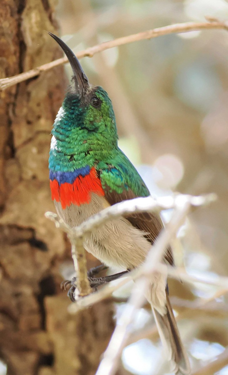 Southern Double-collared Sunbird - ML643944420