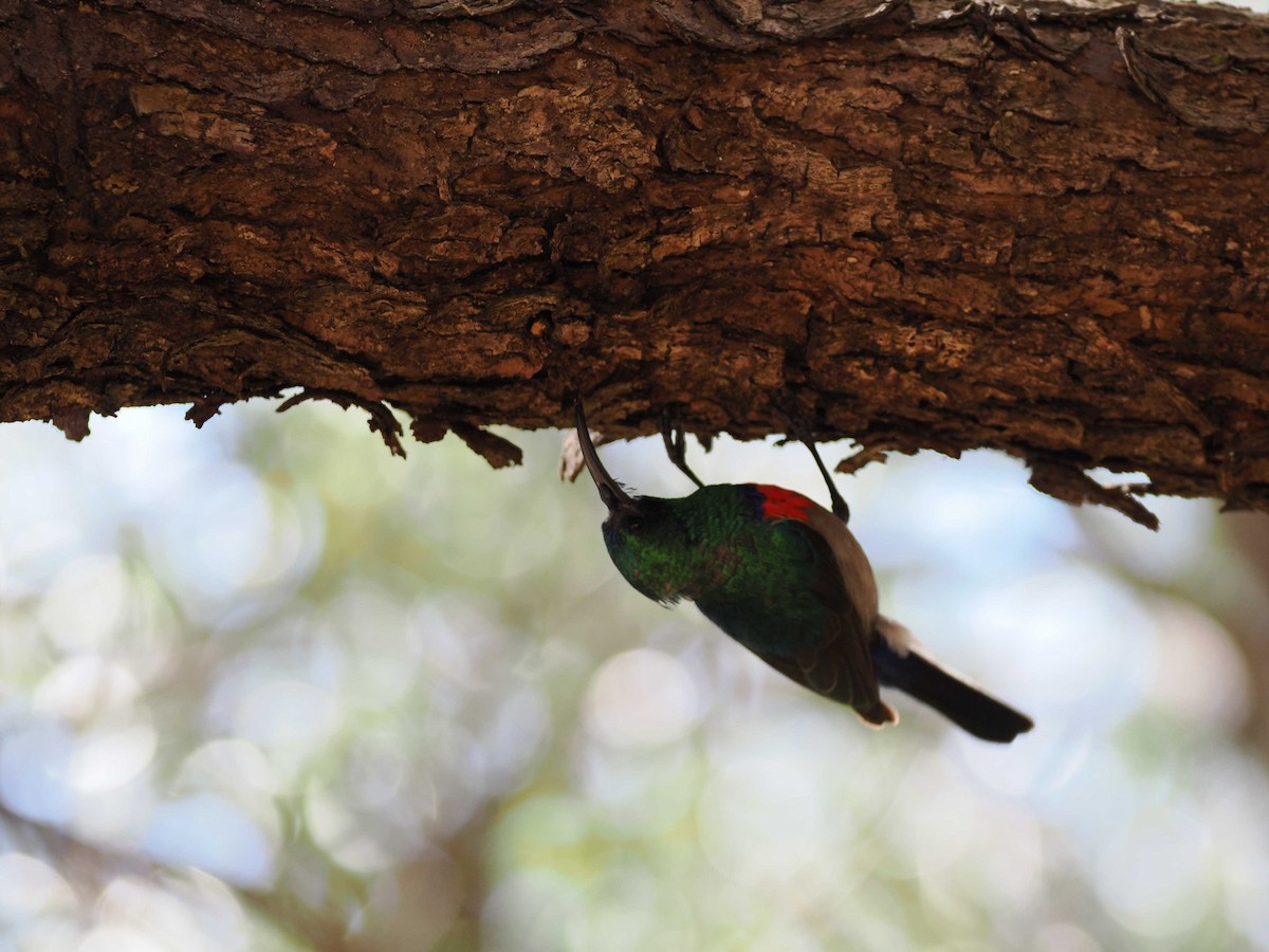 Southern Double-collared Sunbird - ML643944421