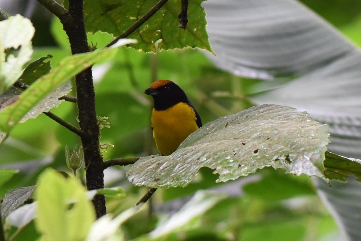 Tawny-capped Euphonia - ML643944422