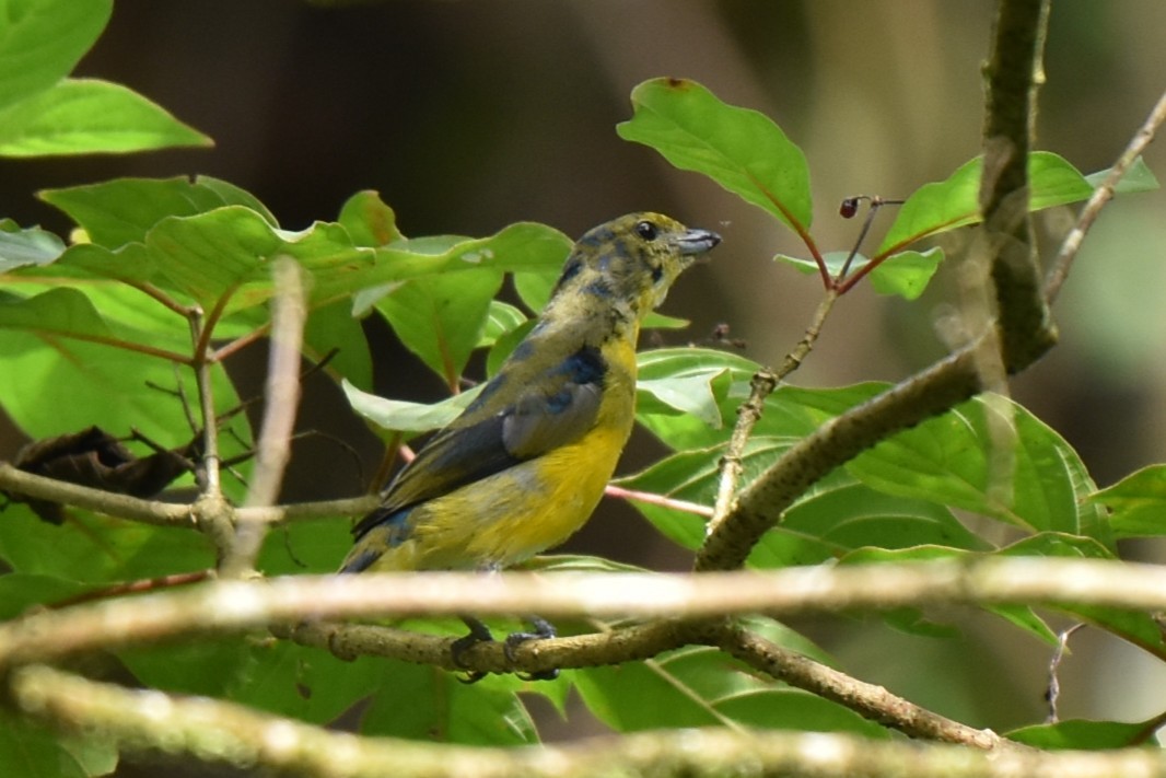 Yellow-throated Euphonia - ML643944430
