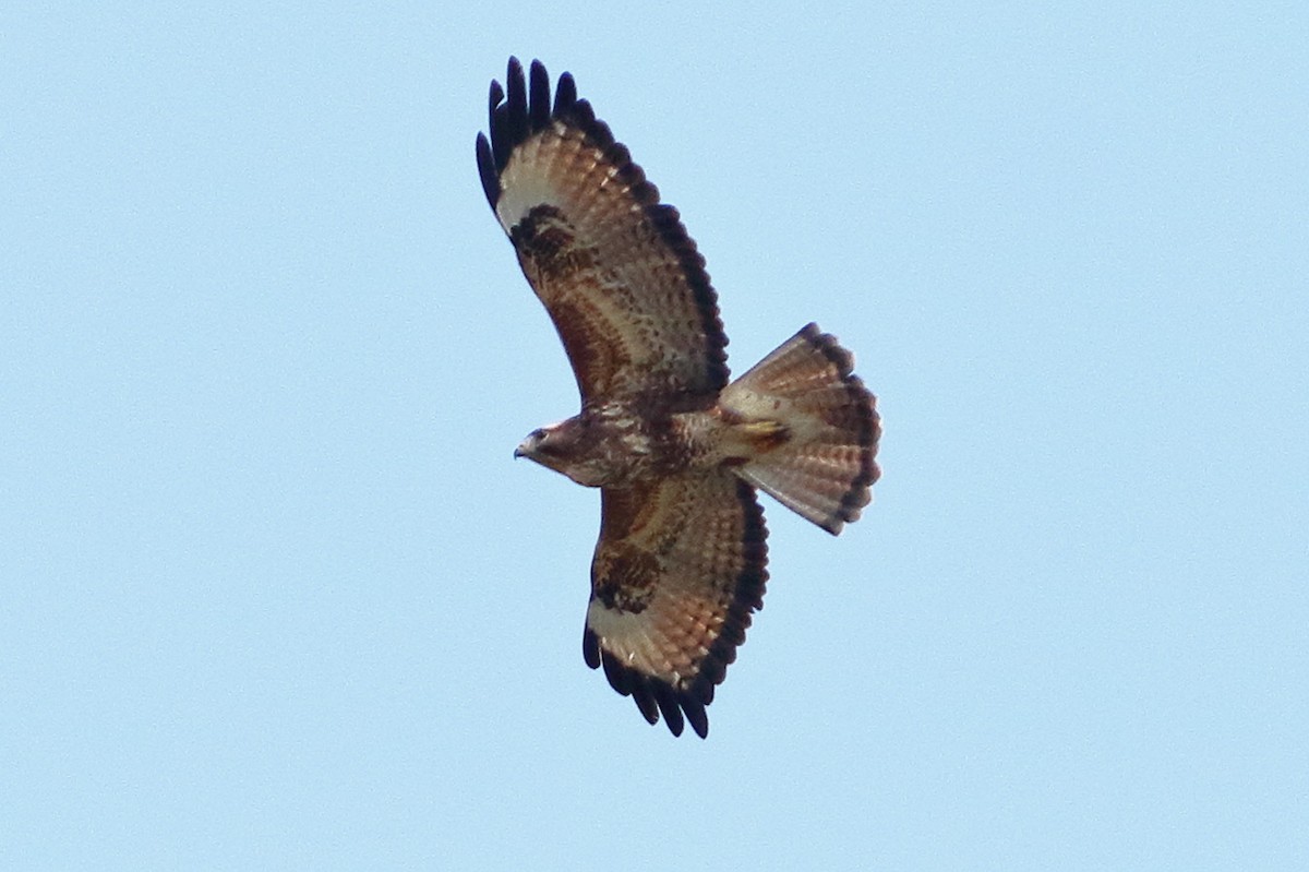 Buse variable - ML643944432