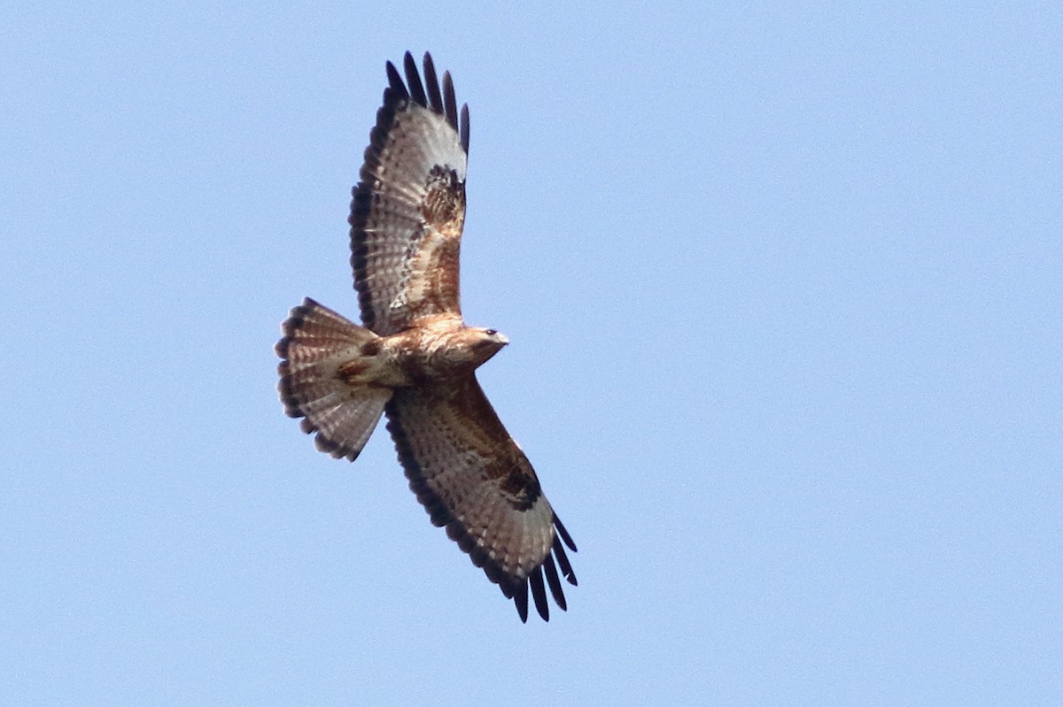 Buse variable - ML643944433