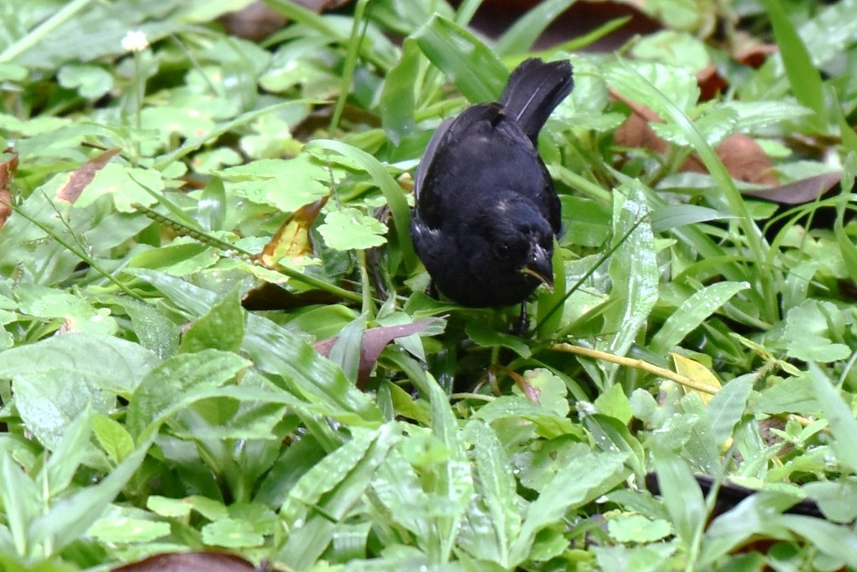 Variable Seedeater - ML643944436