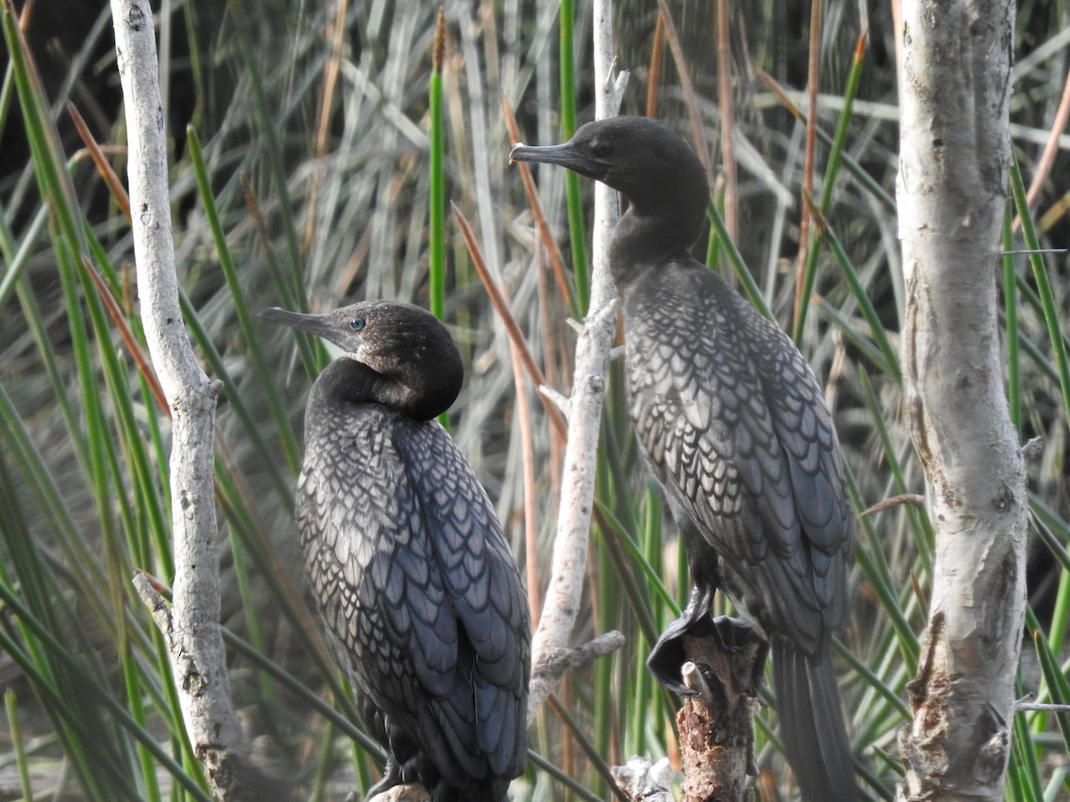 Little Black Cormorant - ML643944463