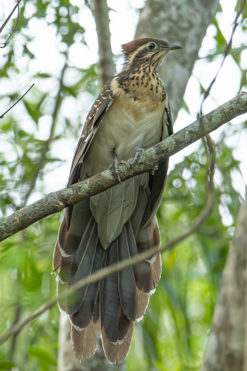 Géocoucou faisan - ML643944464