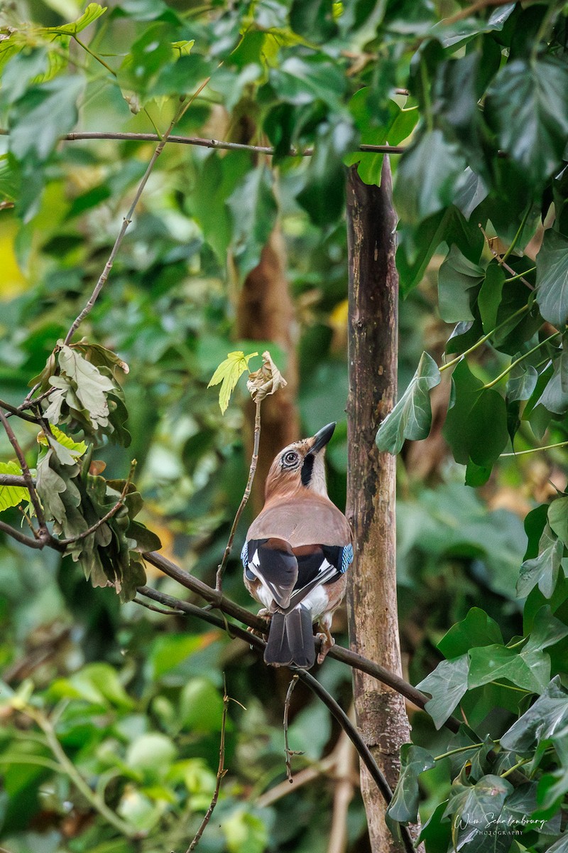 Eurasian Jay - ML643944465