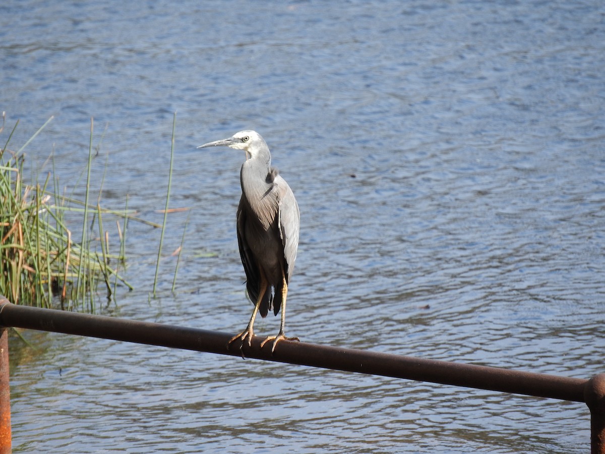 White-faced Heron - ML643944471