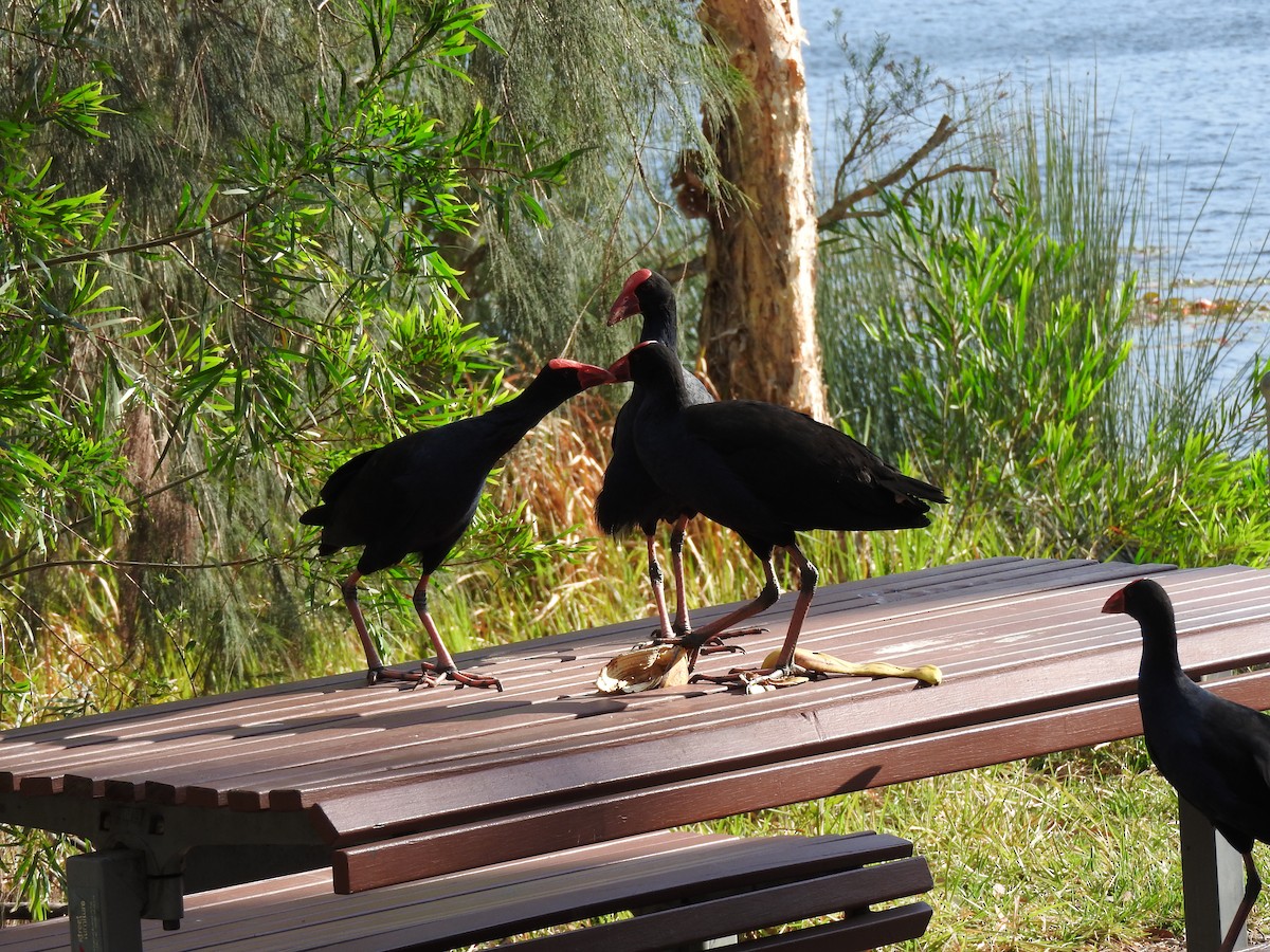 Australasian Swamphen - ML643944487