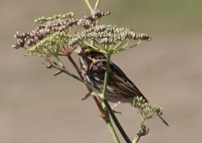 Savannah Sparrow - ML643944490