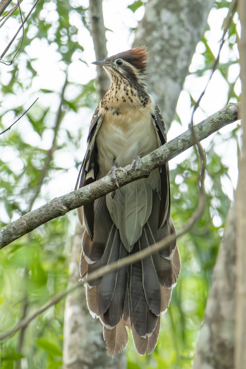 Géocoucou faisan - ML643944494