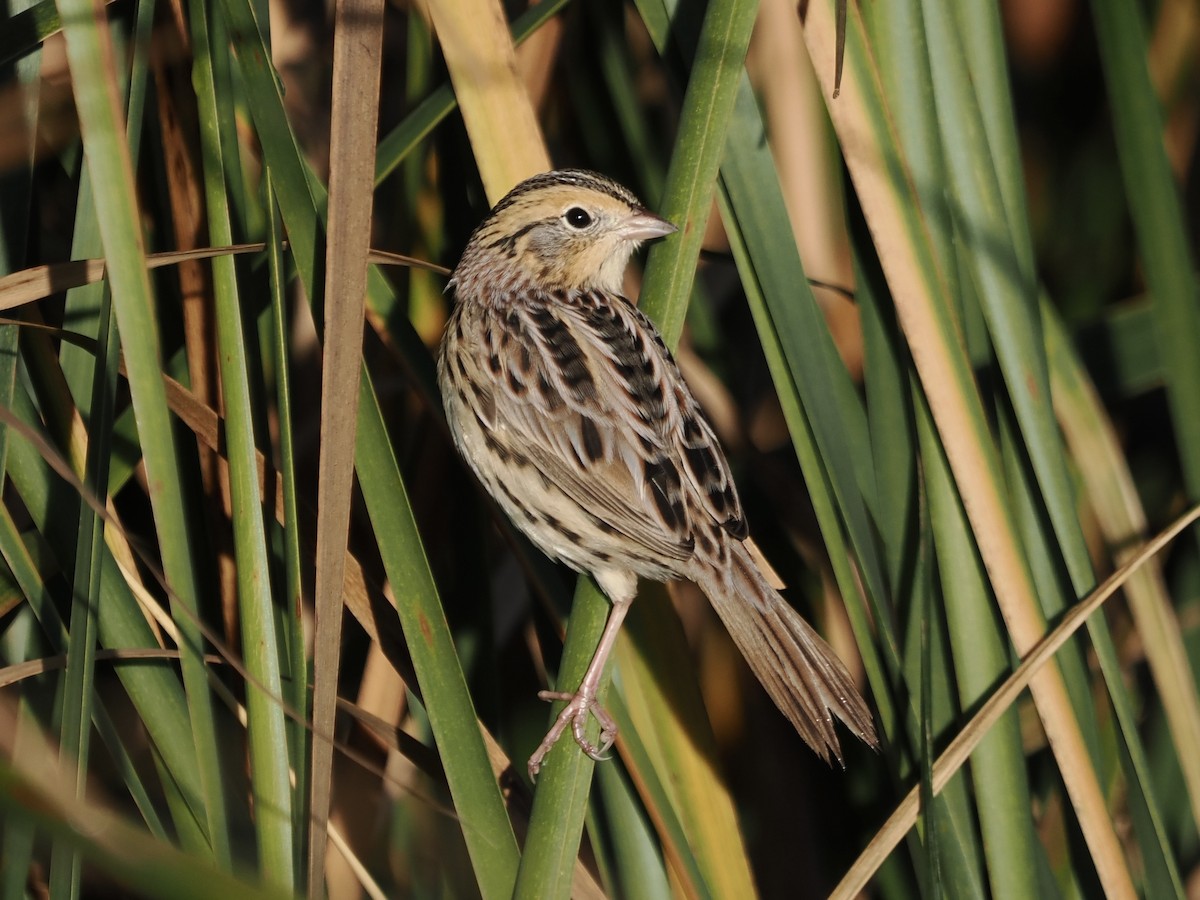 LeConte's Sparrow - ML643944511