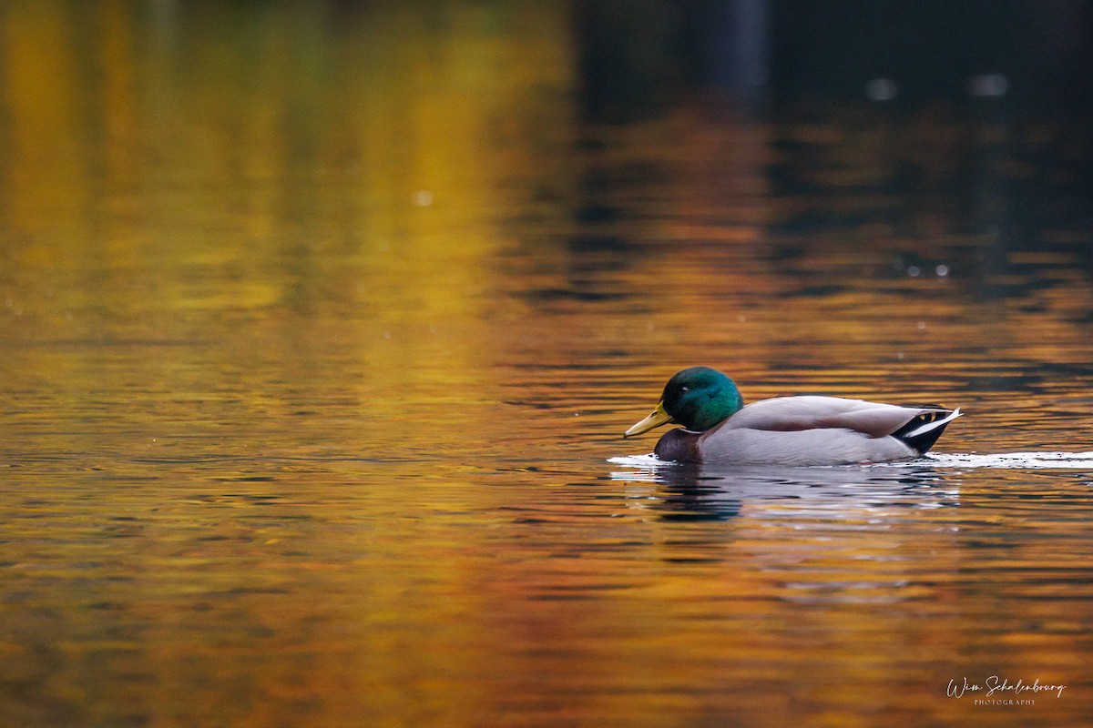 Mallard - ML643944513