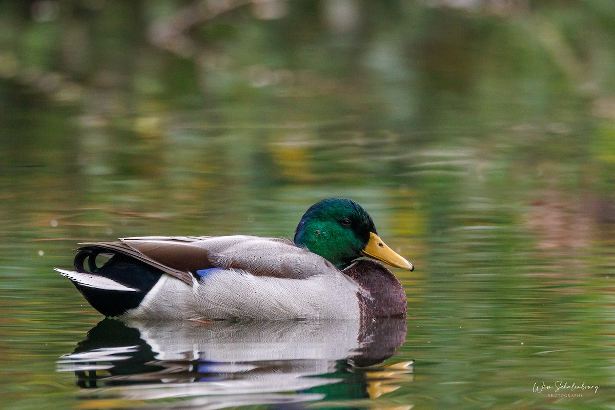 Mallard - ML643944514