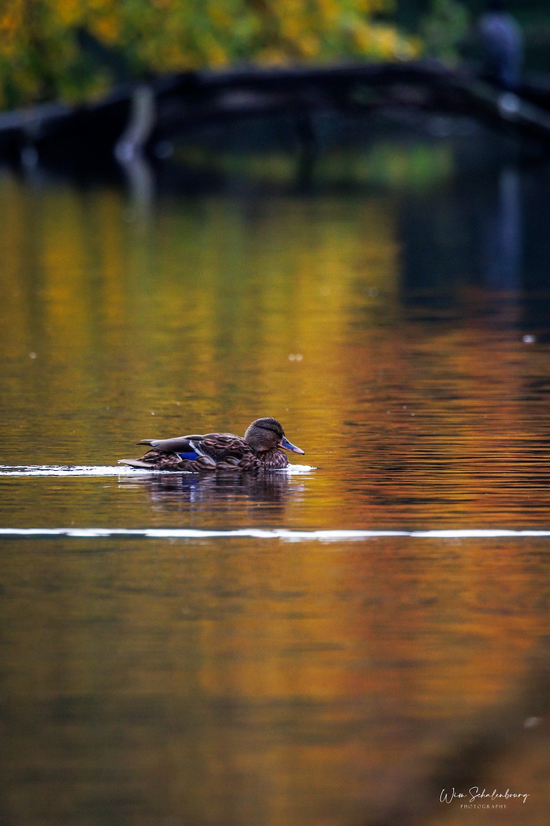 Mallard - ML643944515