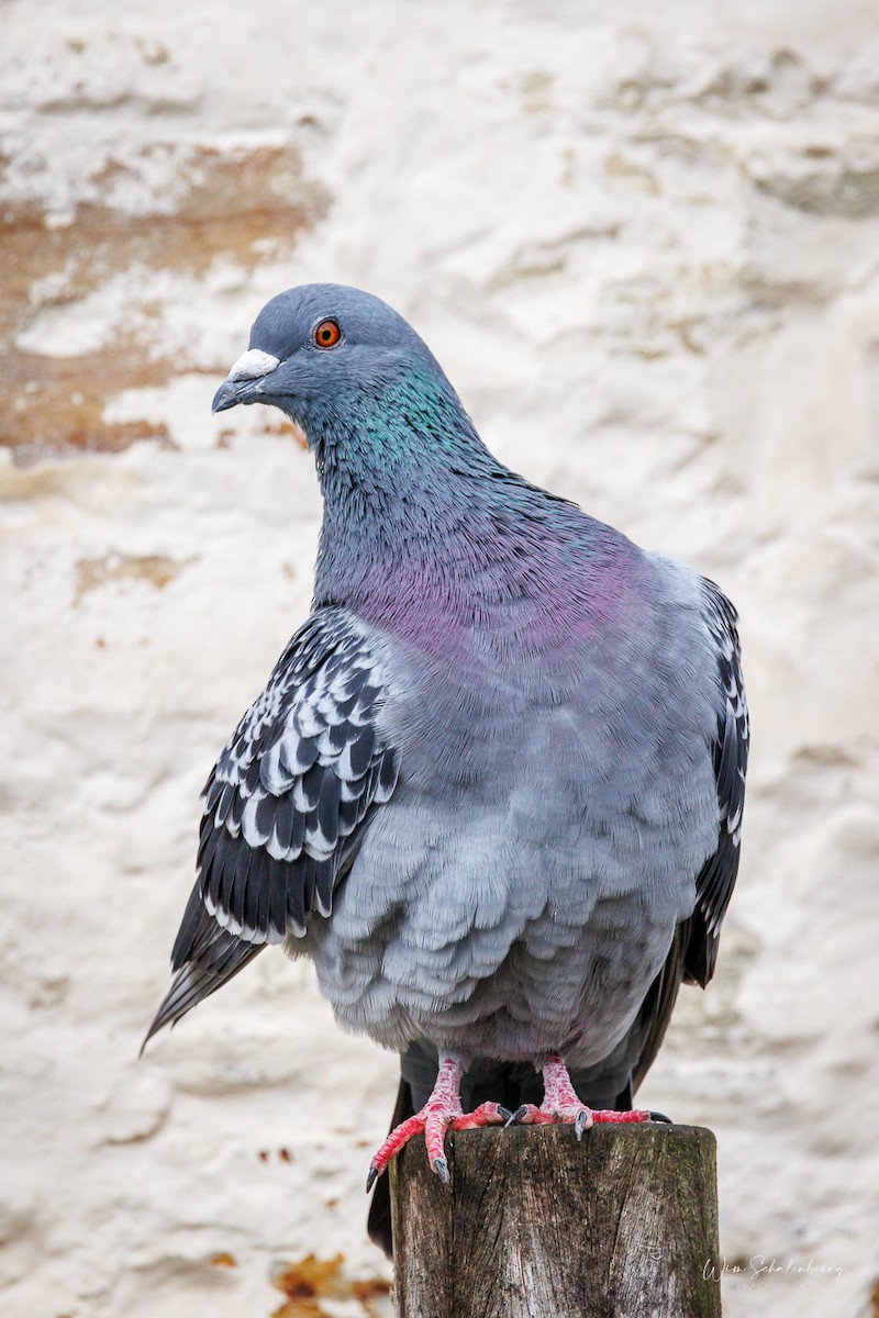 Rock Pigeon (Feral Pigeon) - ML643944520