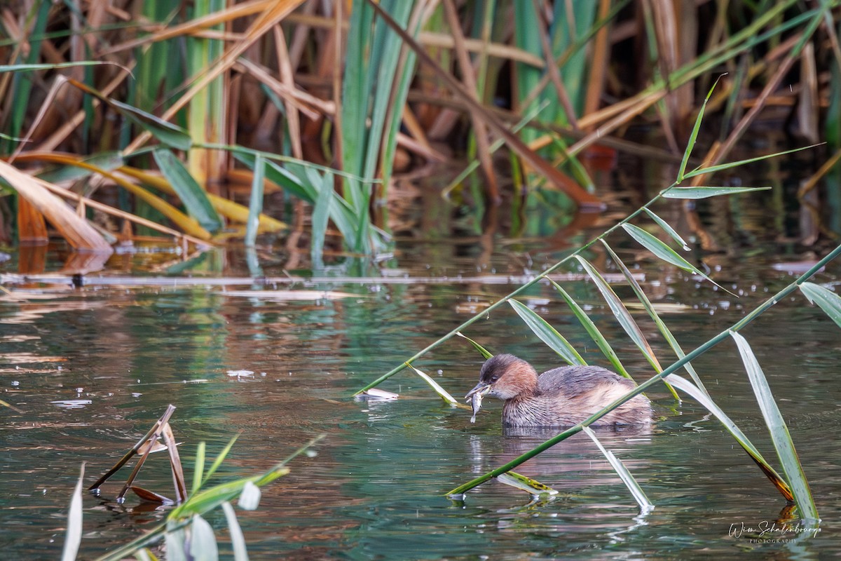 Little Grebe - ML643944527