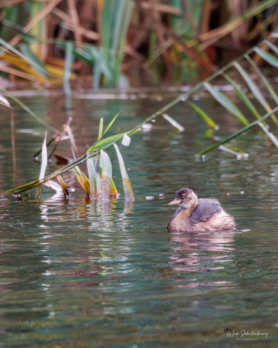 Little Grebe - ML643944528