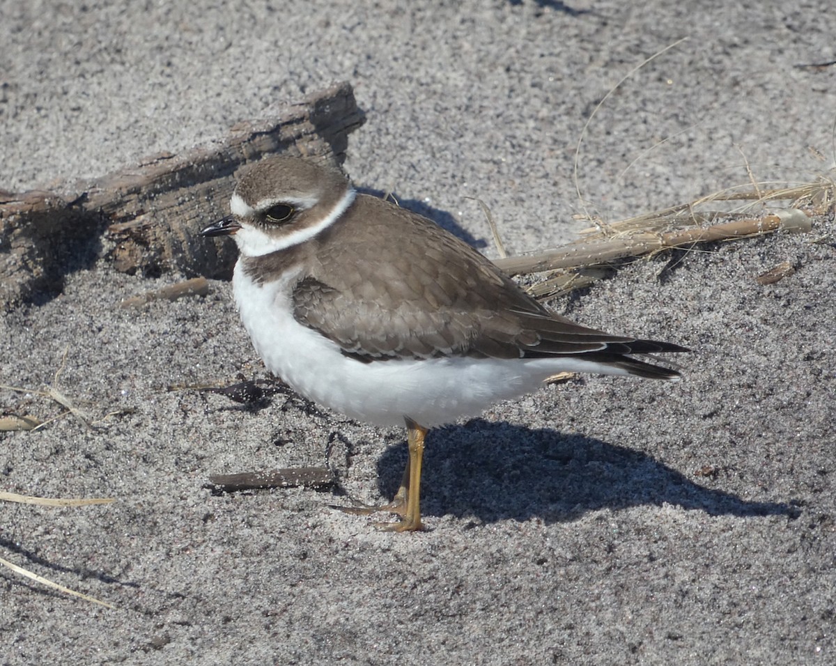 Semipalmated Plover - ML643944599
