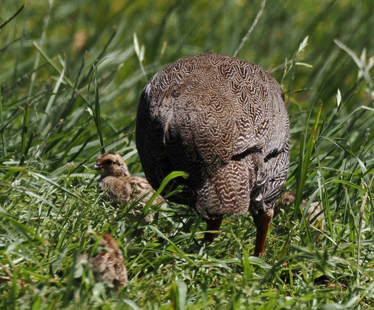 Cape Spurfowl - ML643944617
