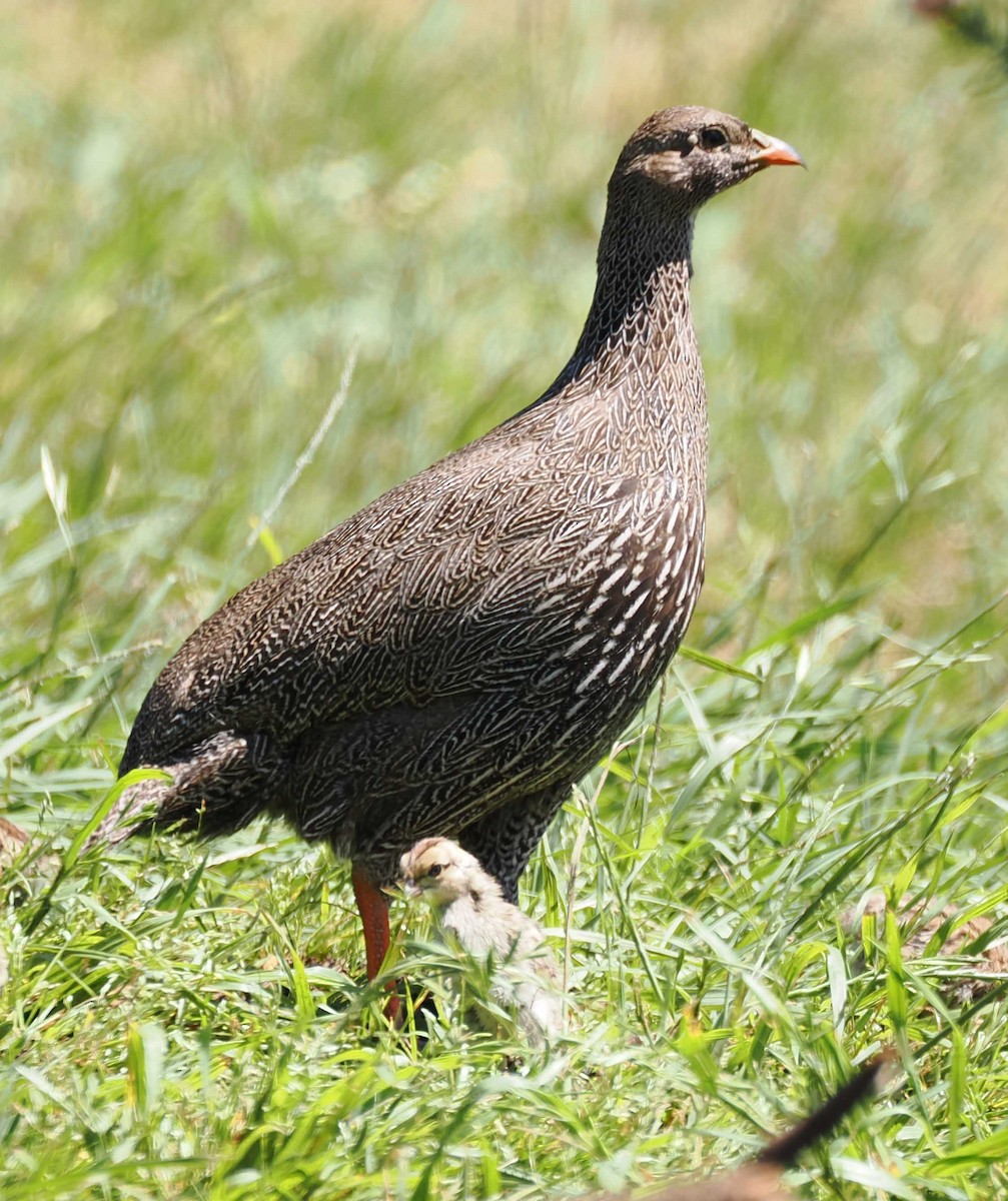 Cape Spurfowl - ML643944618