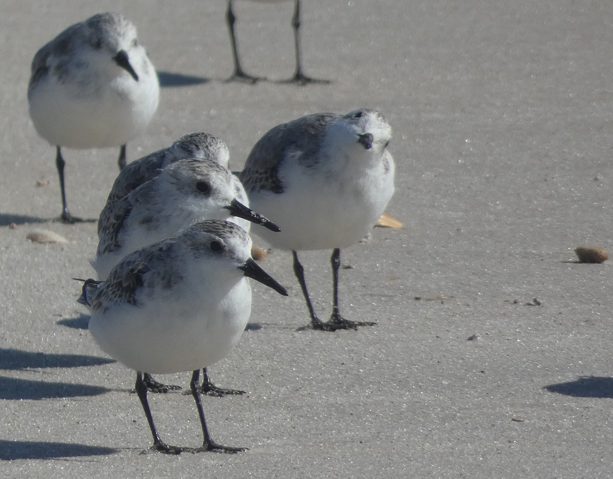 Sanderling - ML643944621