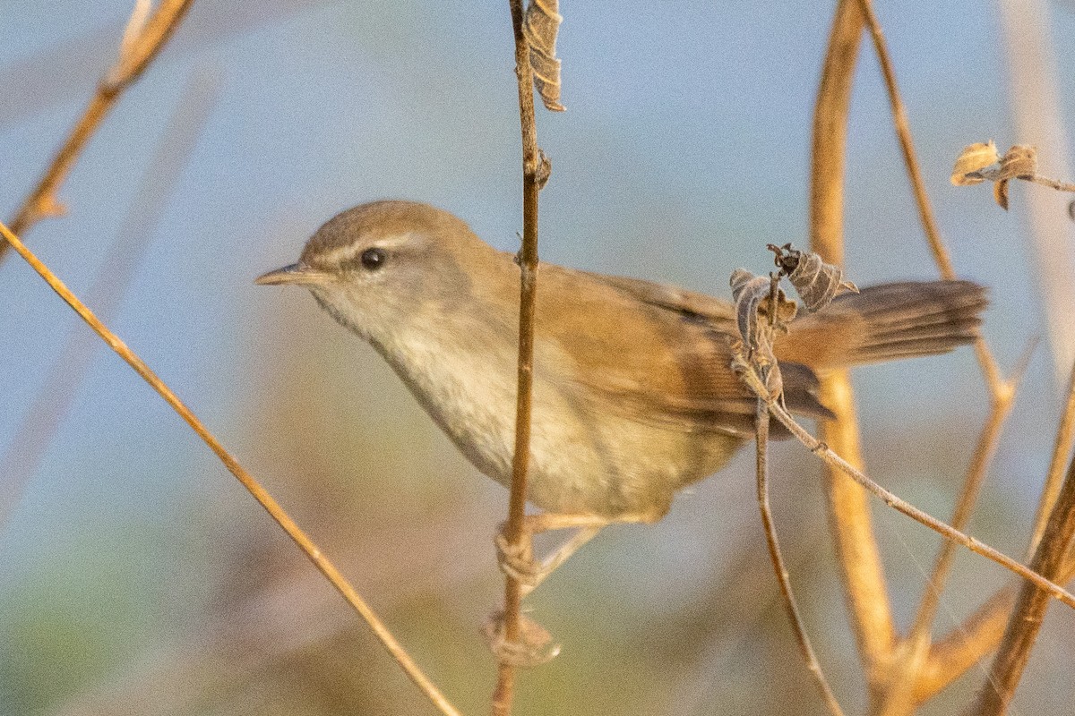 Cetti's Warbler - ML643944633