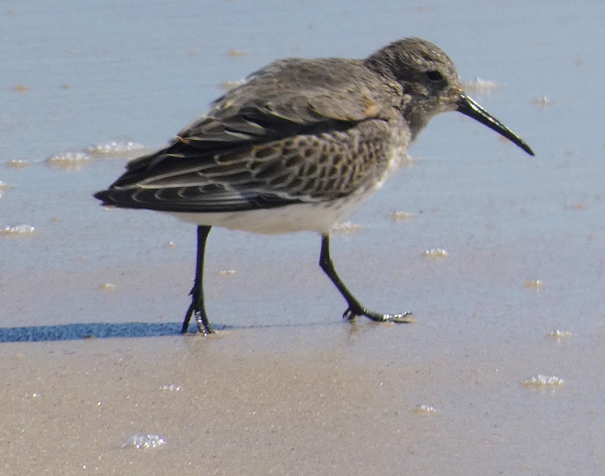 Dunlin - ML643944636