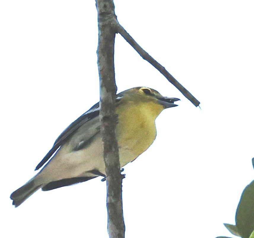 Yellow-throated Vireo - ML643944646