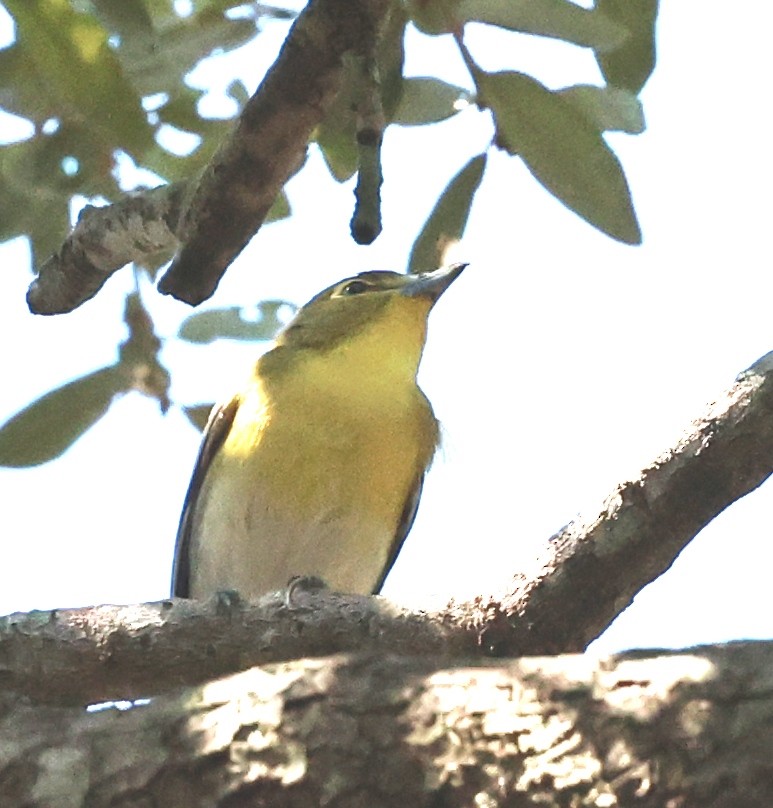Yellow-throated Vireo - ML643944647