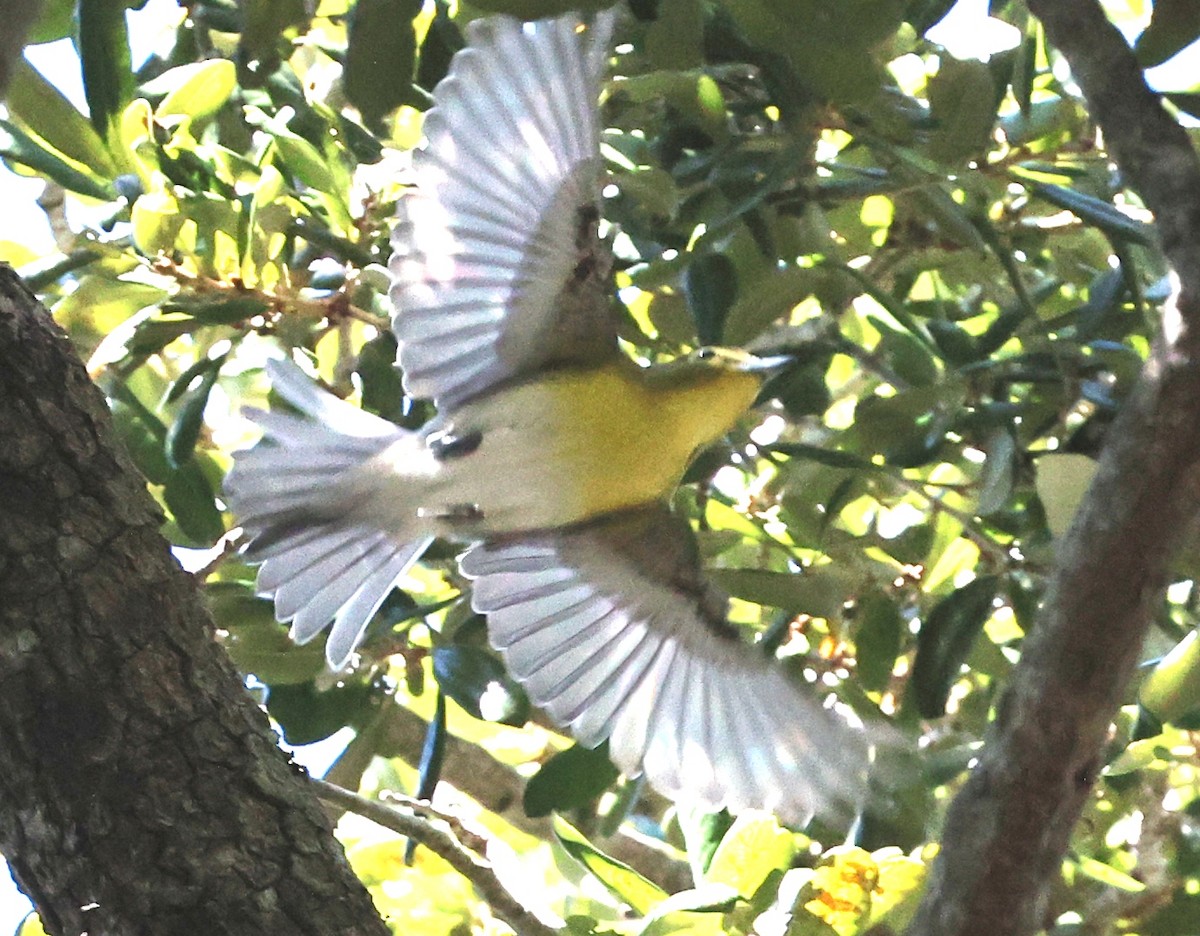 Yellow-throated Vireo - ML643944648