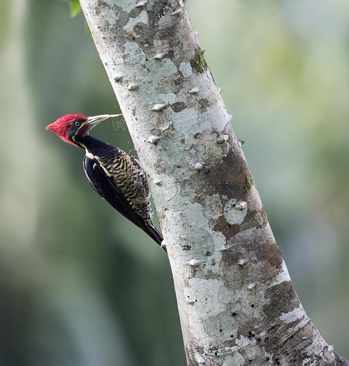 Lineated Woodpecker - ML643944649