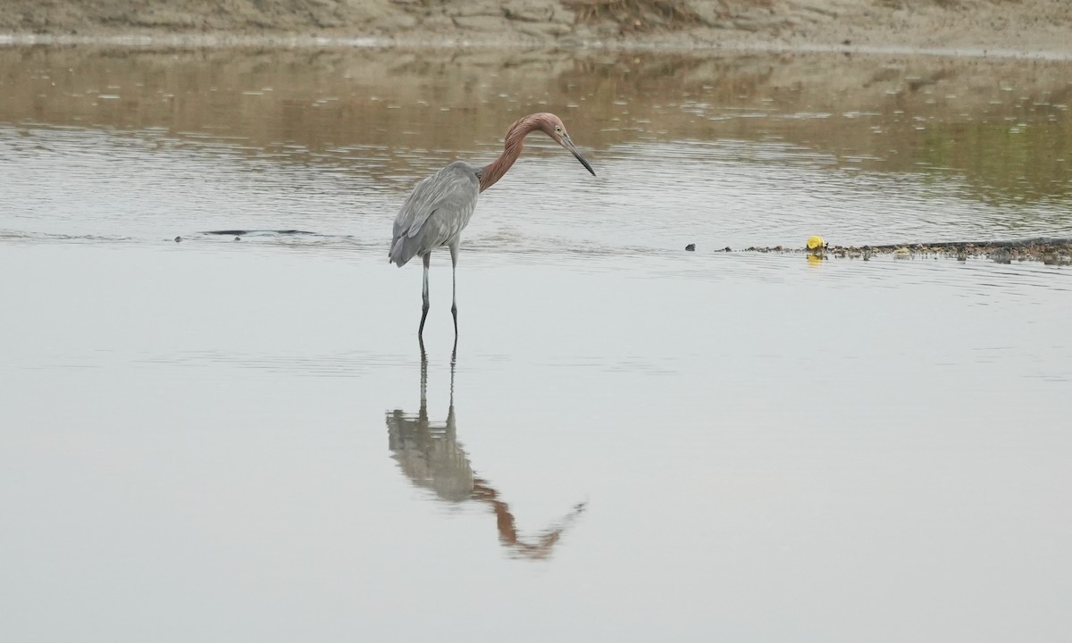Reddish Egret - ML643944659