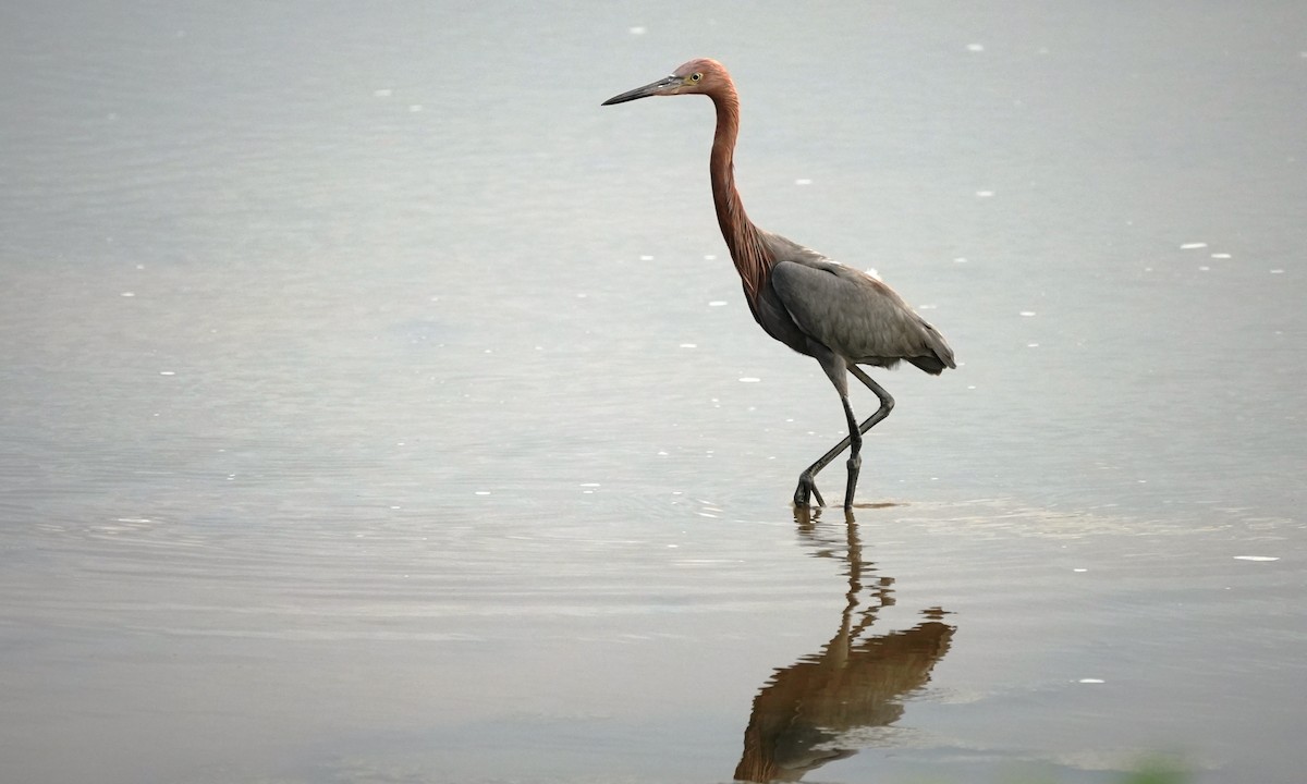 Reddish Egret - ML643944660