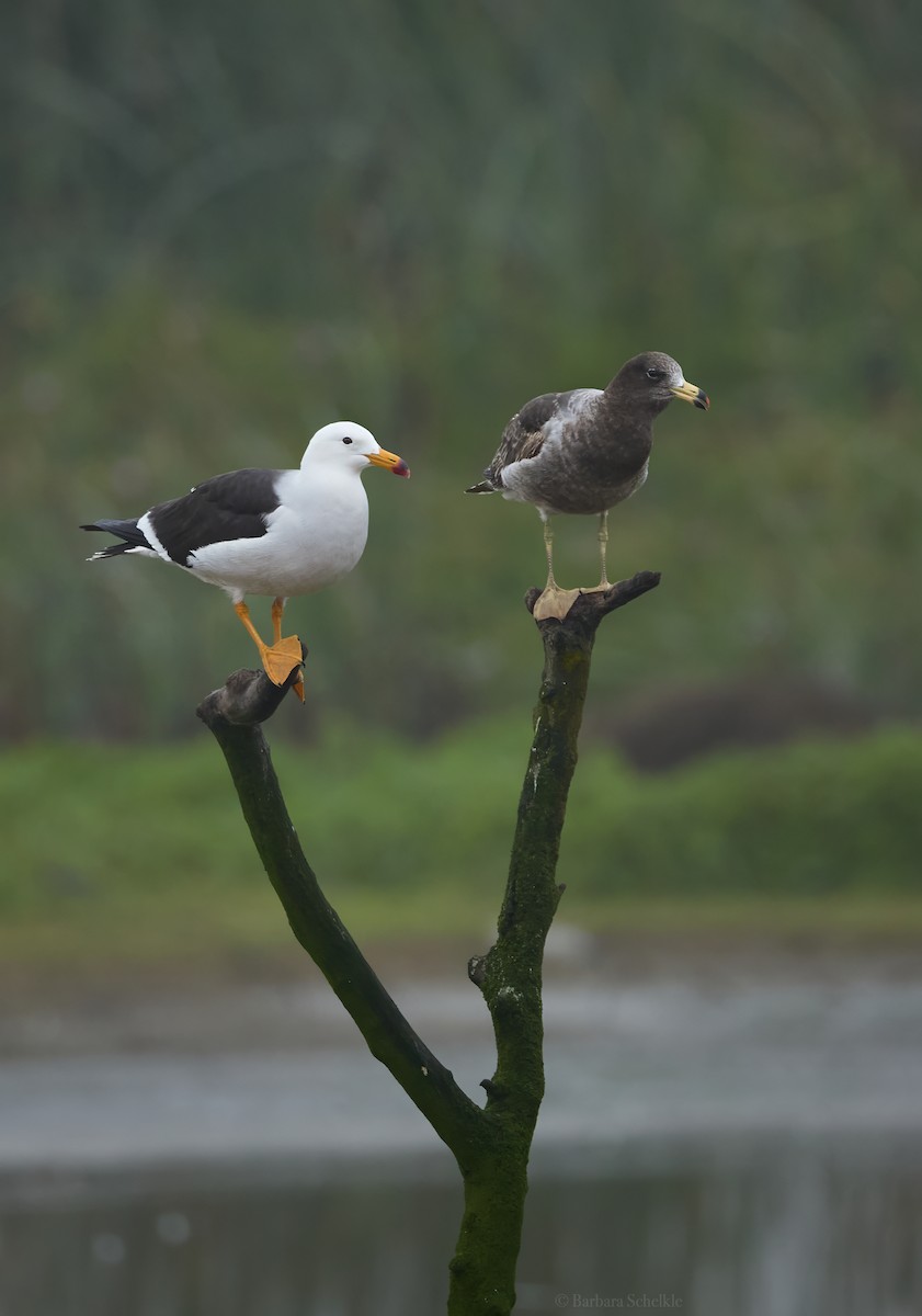 Belcher's Gull - ML643944661