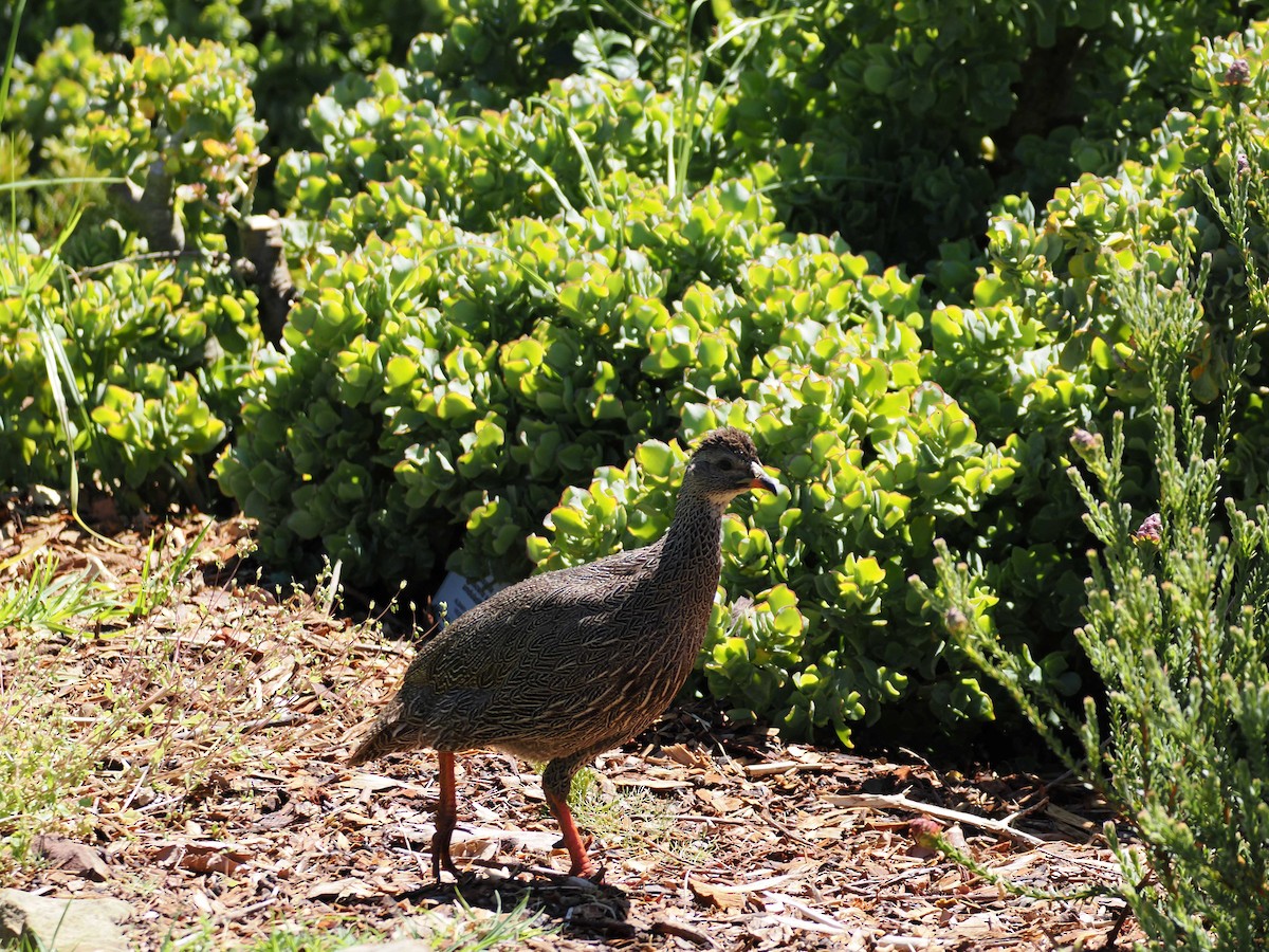 Cape Spurfowl - ML643944685