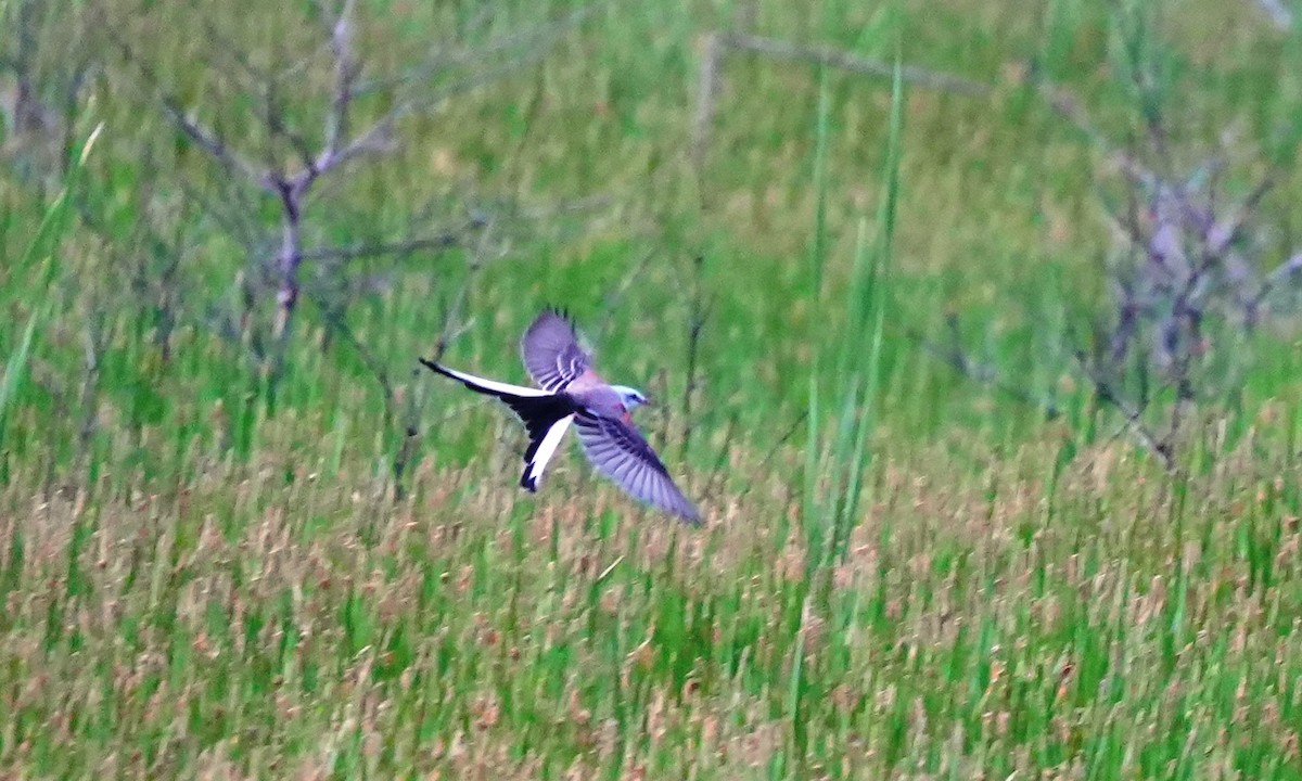 Scissor-tailed Flycatcher - ML643944688
