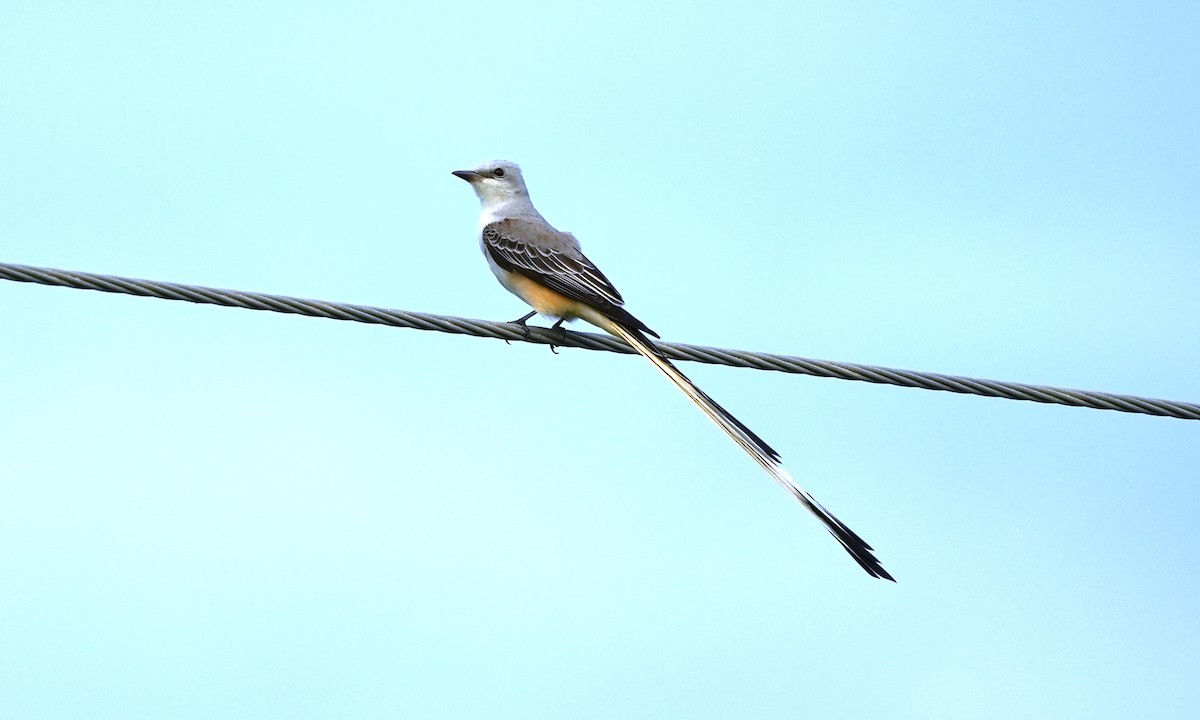 Scissor-tailed Flycatcher - ML643944689