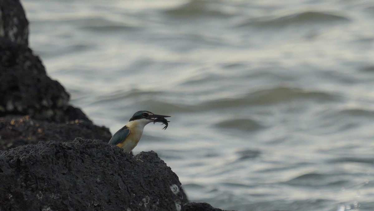 Sacred Kingfisher - ML643944693