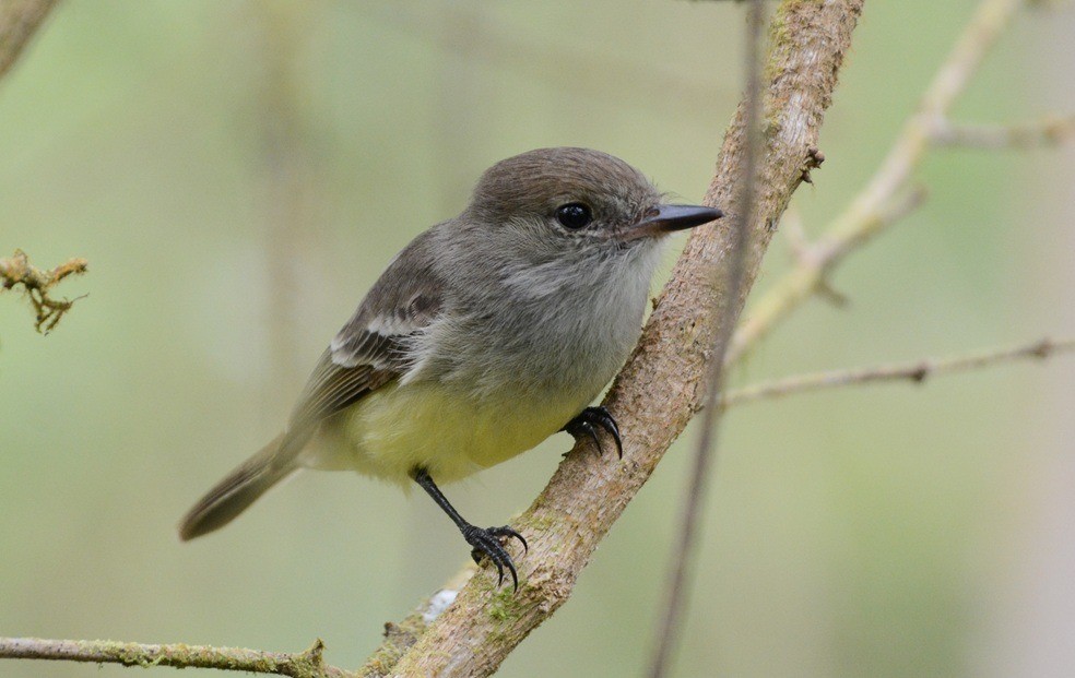 Galapagos Flycatcher - ML643944701