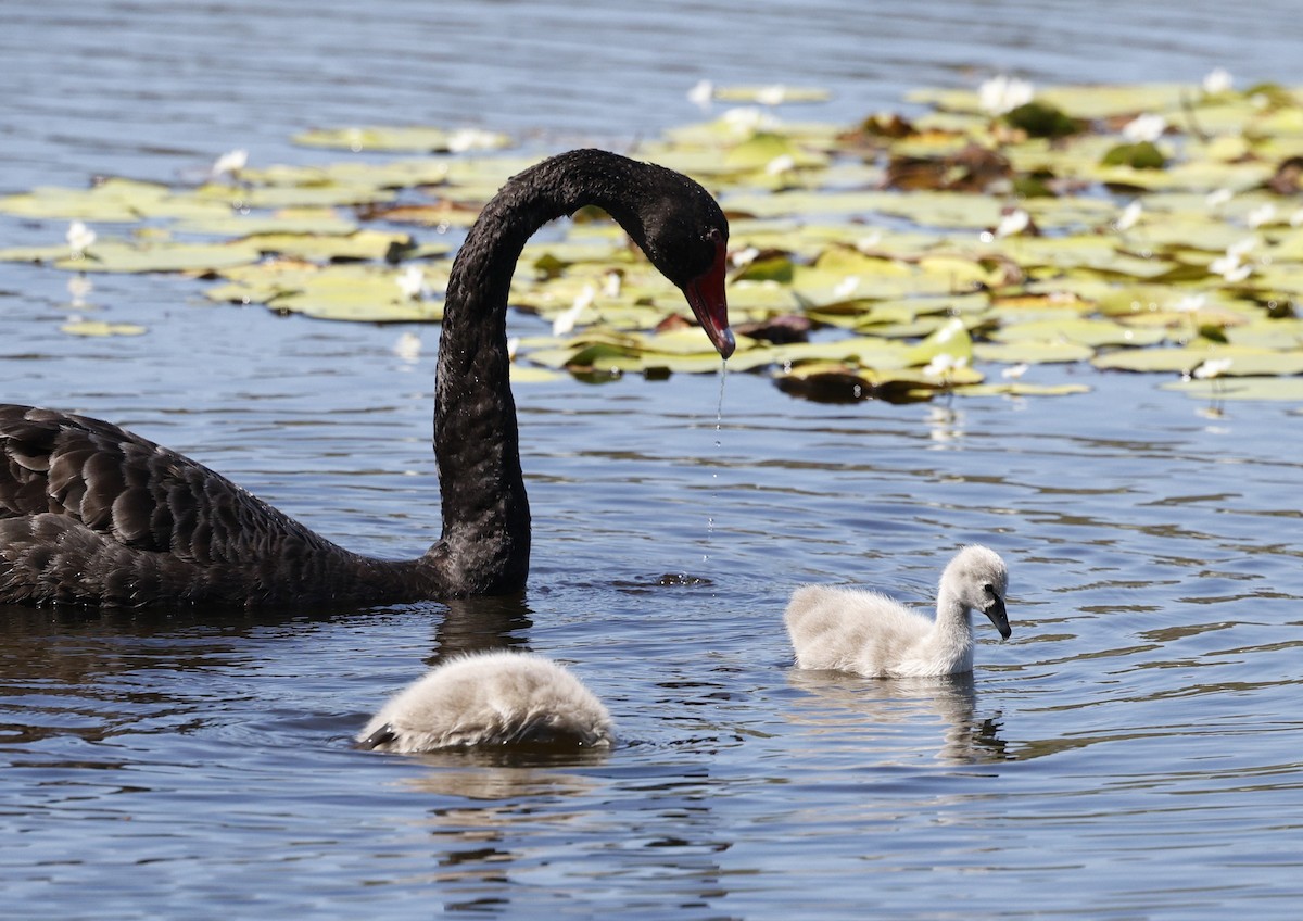 Cygne noir - ML643944706