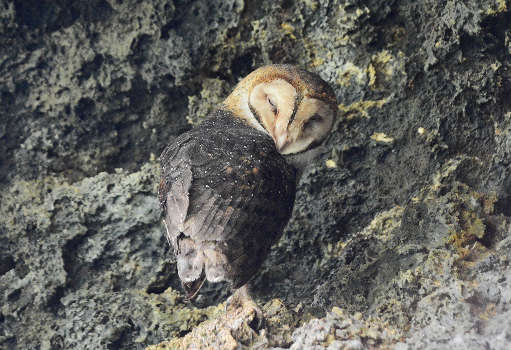 American Barn Owl - ML643944711
