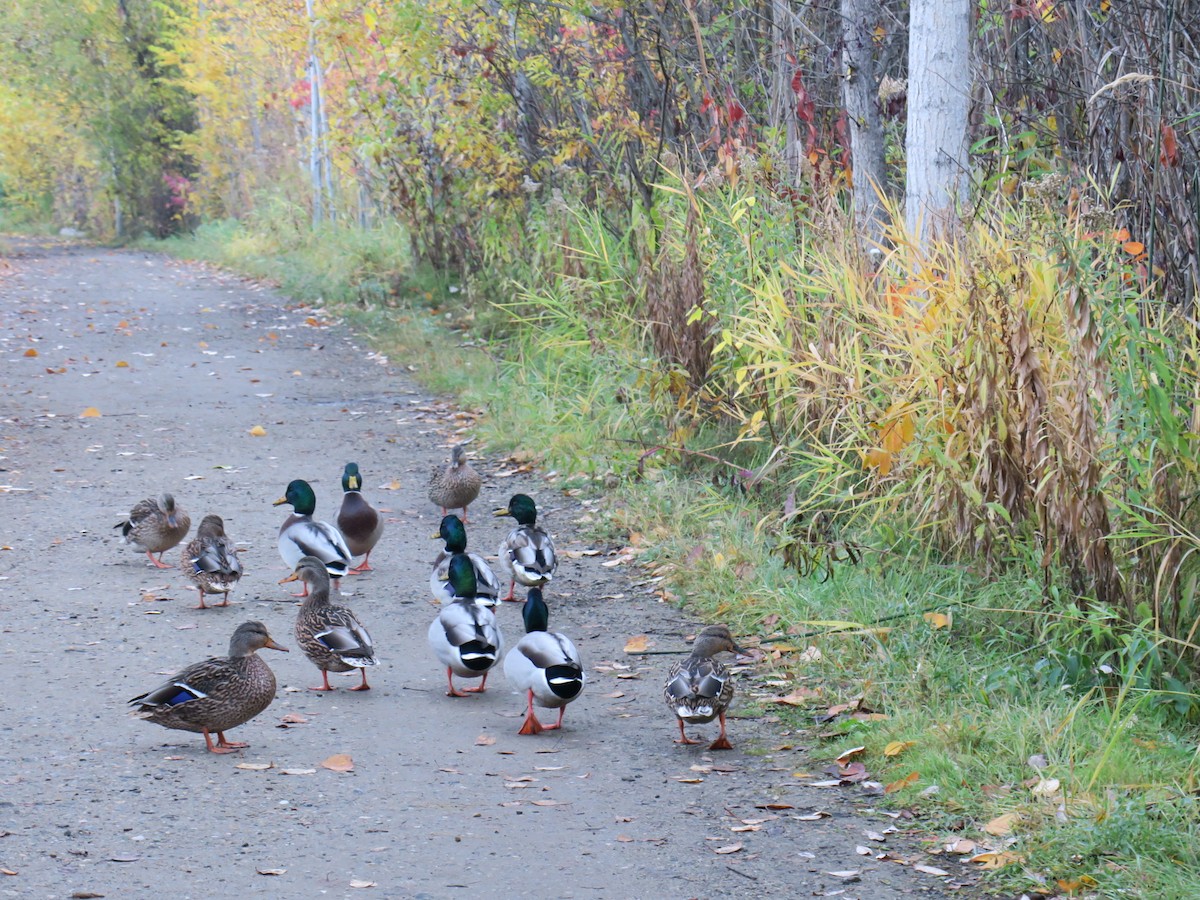 Canard colvert - ML643944713