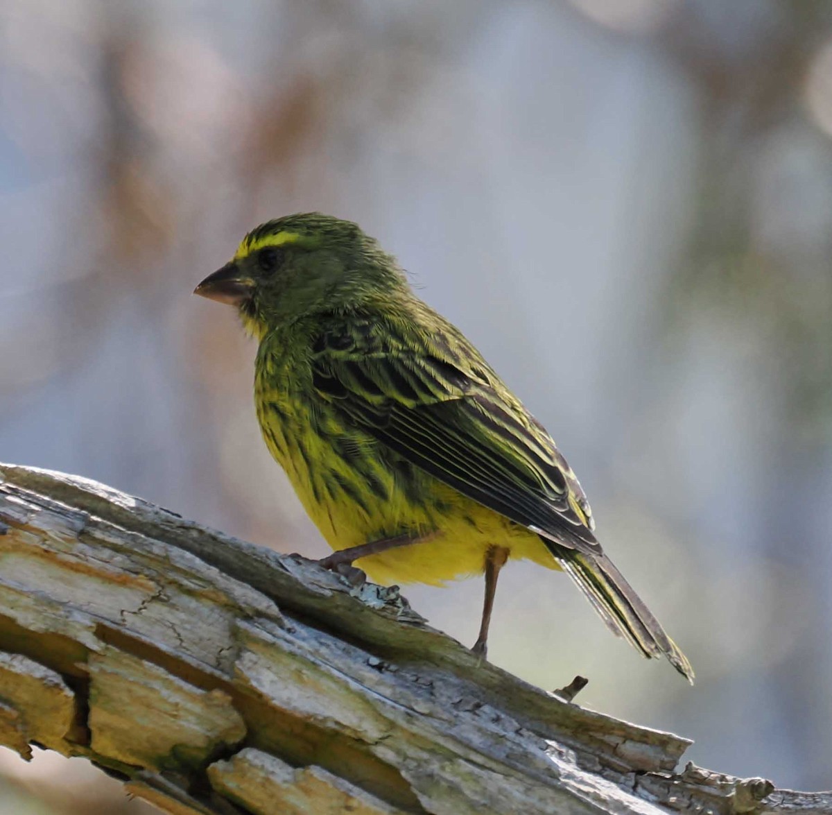 Serin forestier - ML643944741