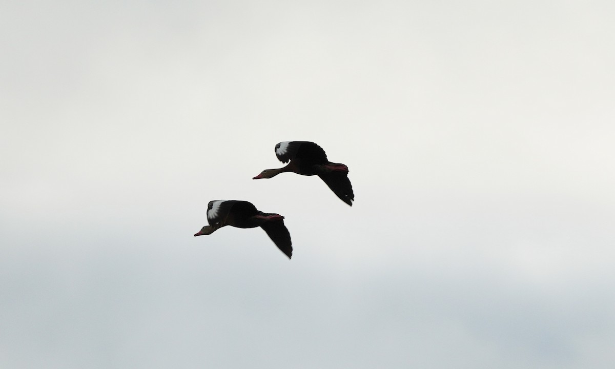 Black-bellied Whistling-Duck - ML643944743