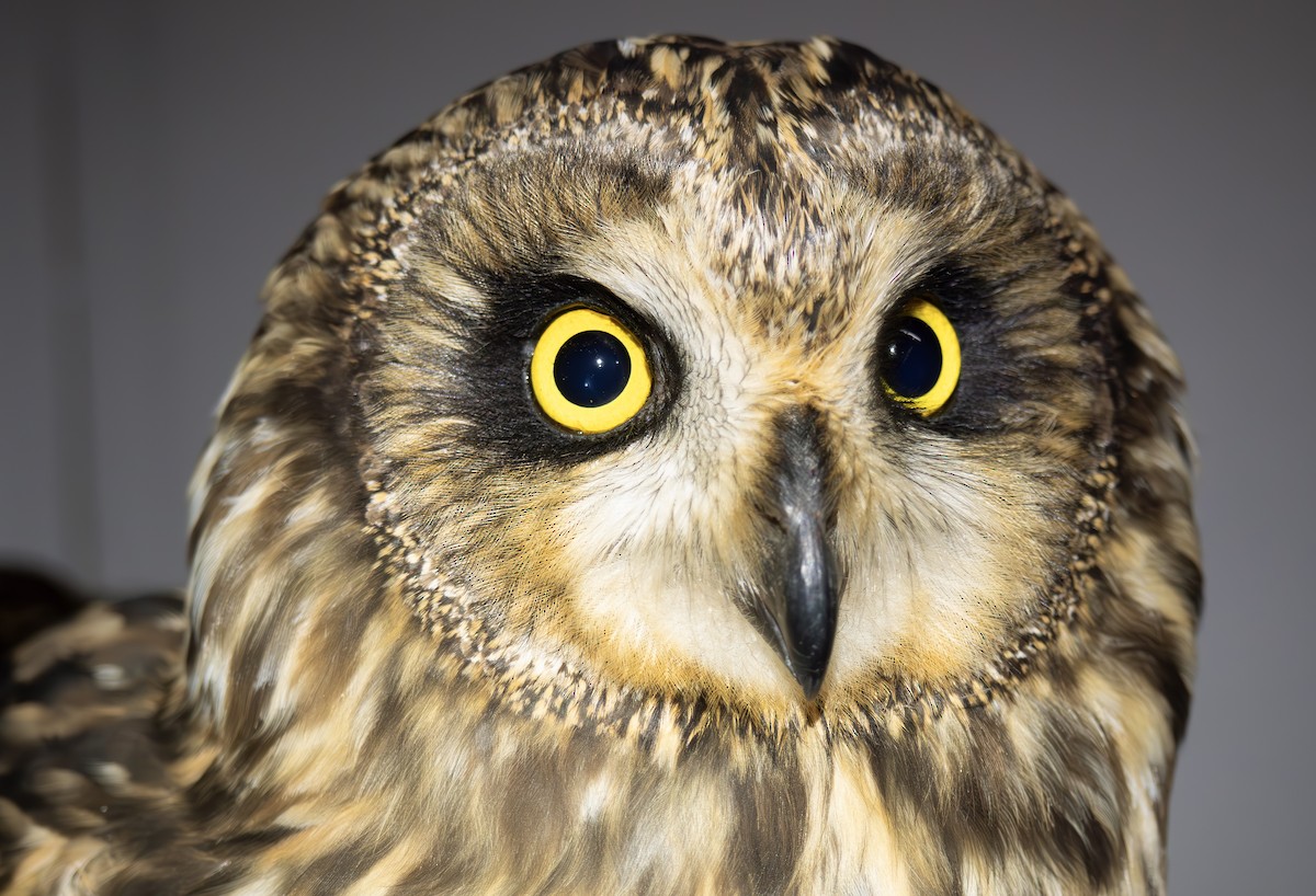 Short-eared Owl - ML643944745
