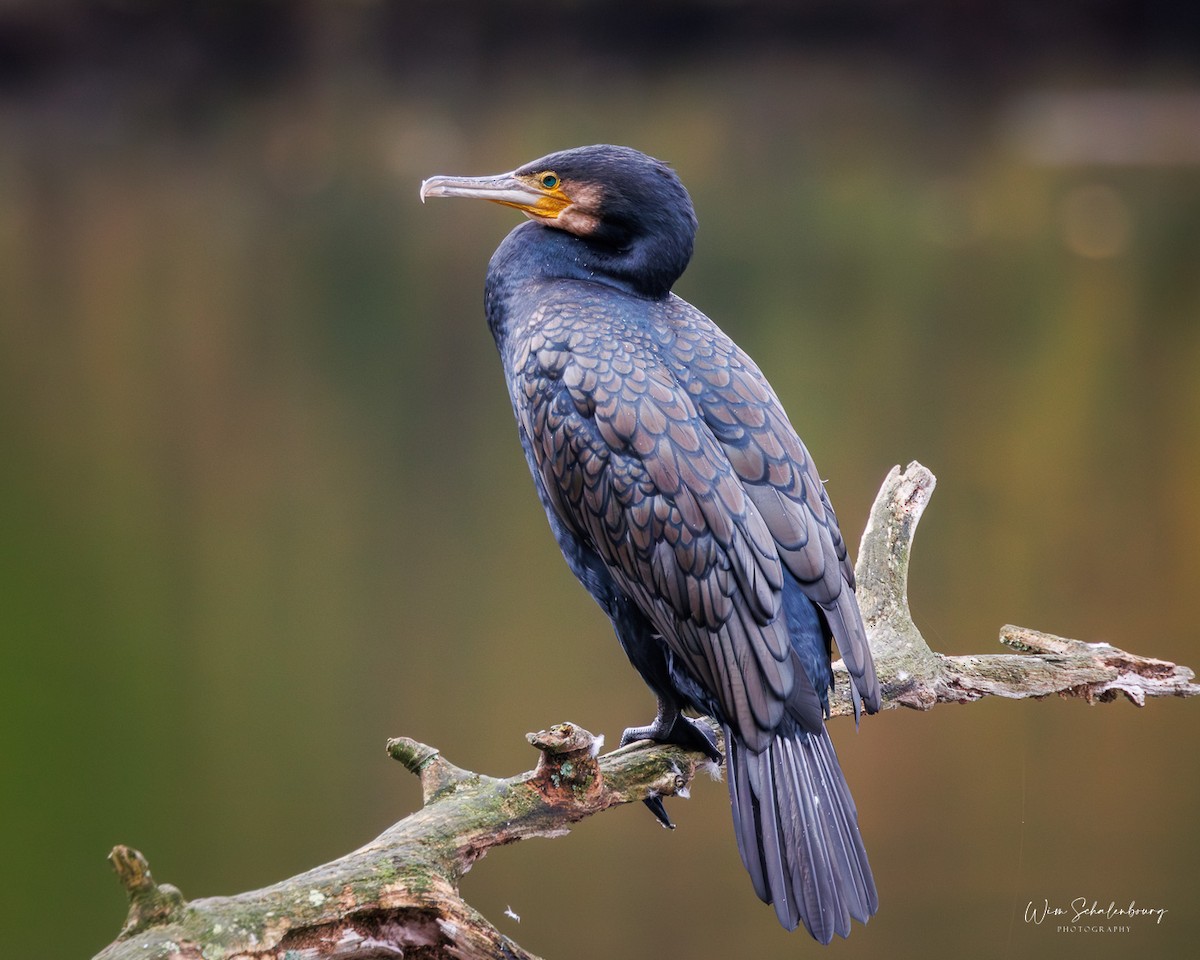 Great Cormorant - ML643944747