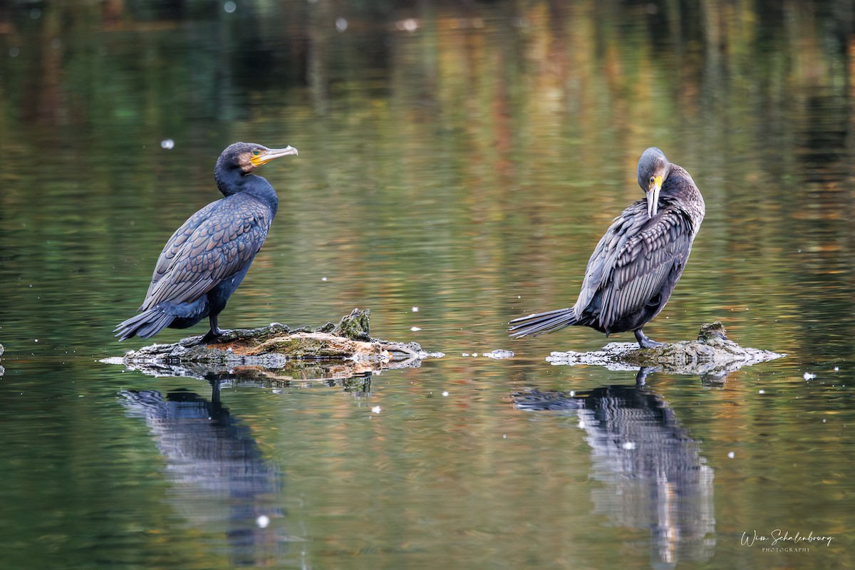 Great Cormorant - ML643944748
